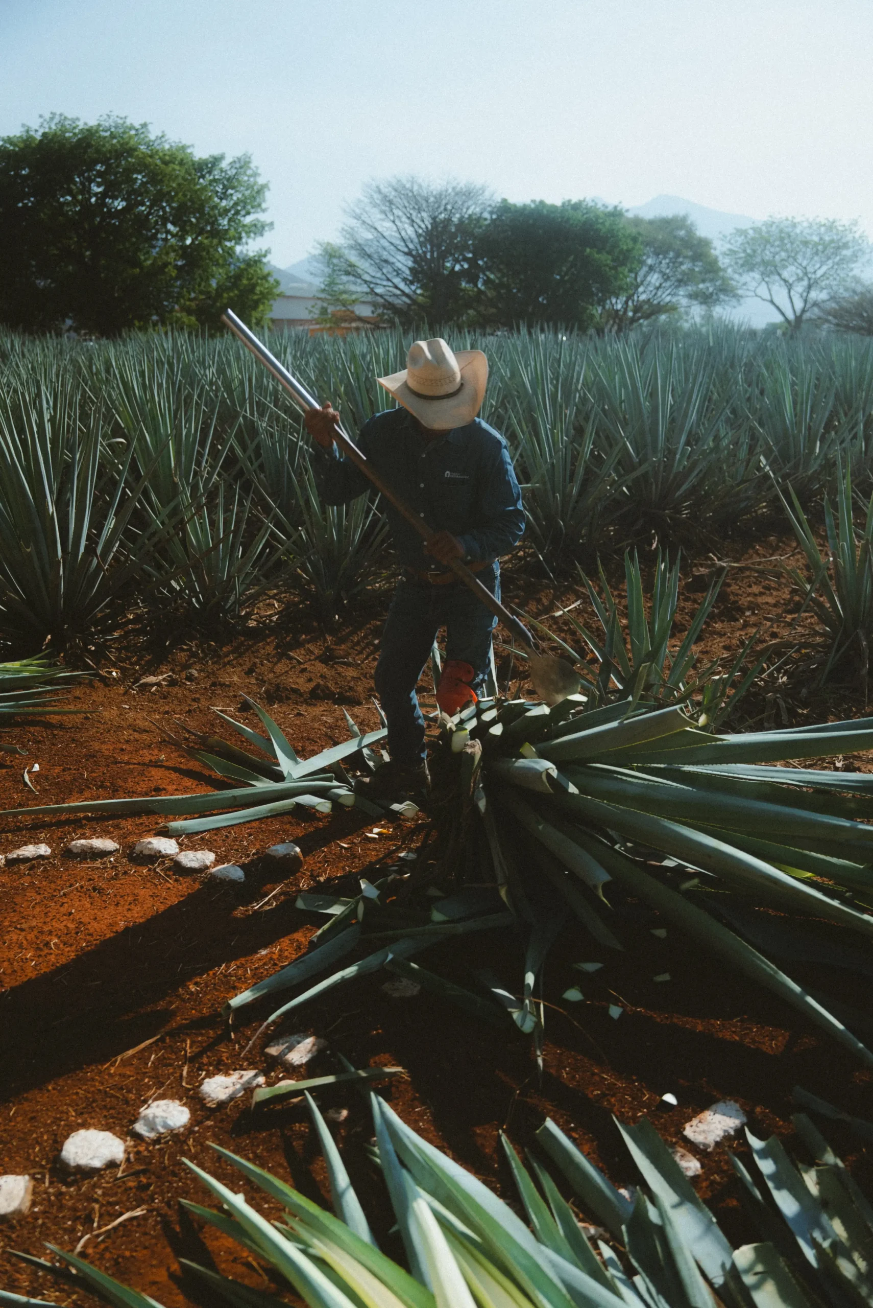 Renovarte_Magazine_Herradura_Directo_De_Alambique (2)